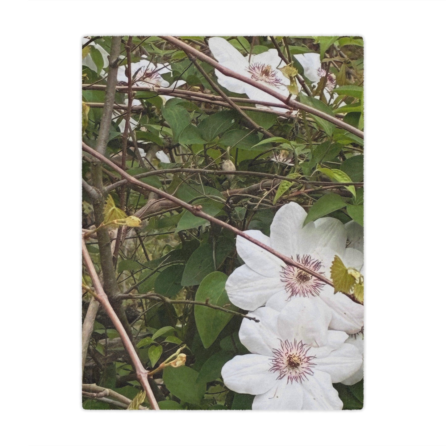 Clematis Floral Minky Blanket — Soft White Flower Garden Throw